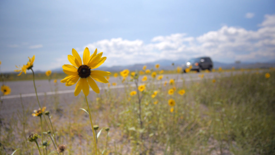 A sunflower by the side of the road in Colorado.