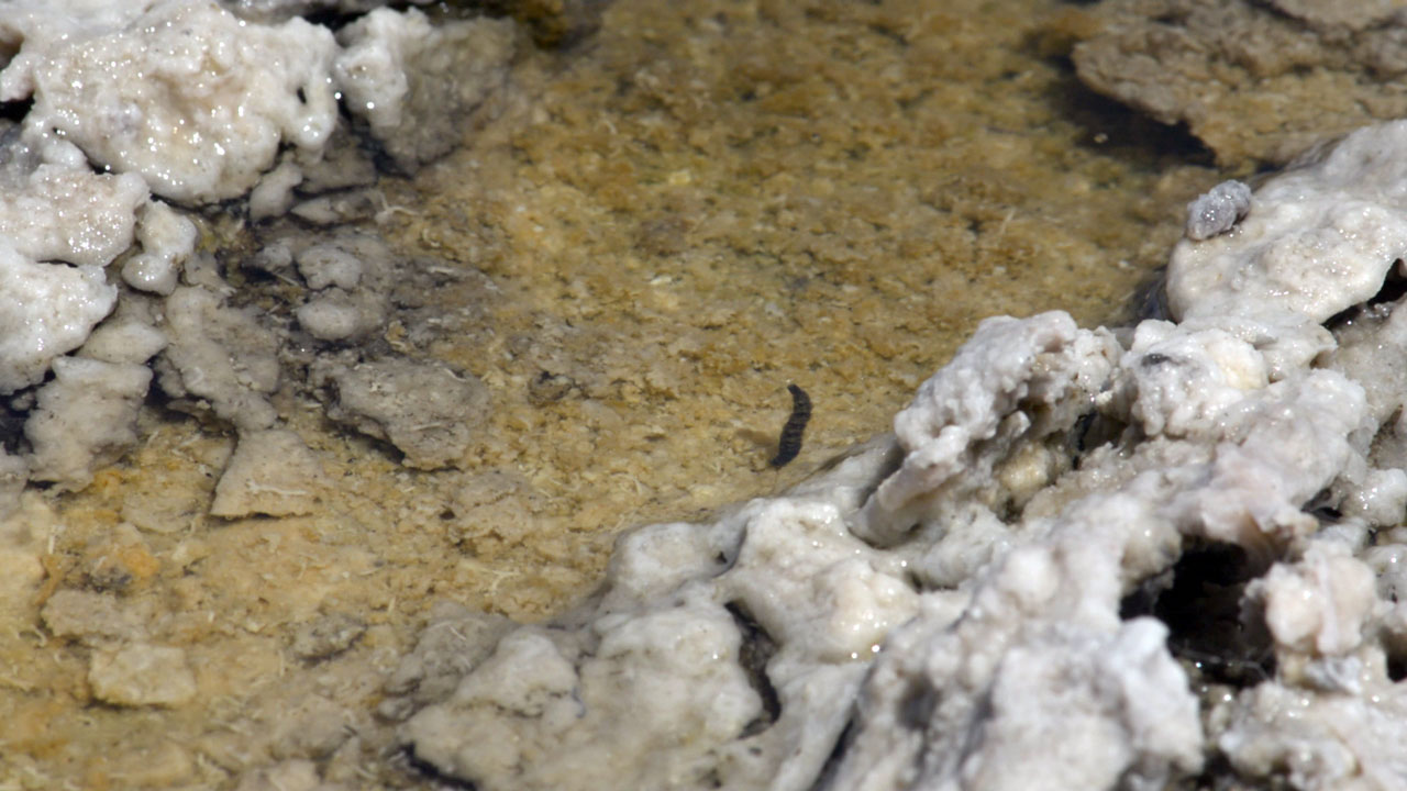 The wiggly thing to the right of centre is – a friendly ranger assured me – a caddisfly larva.