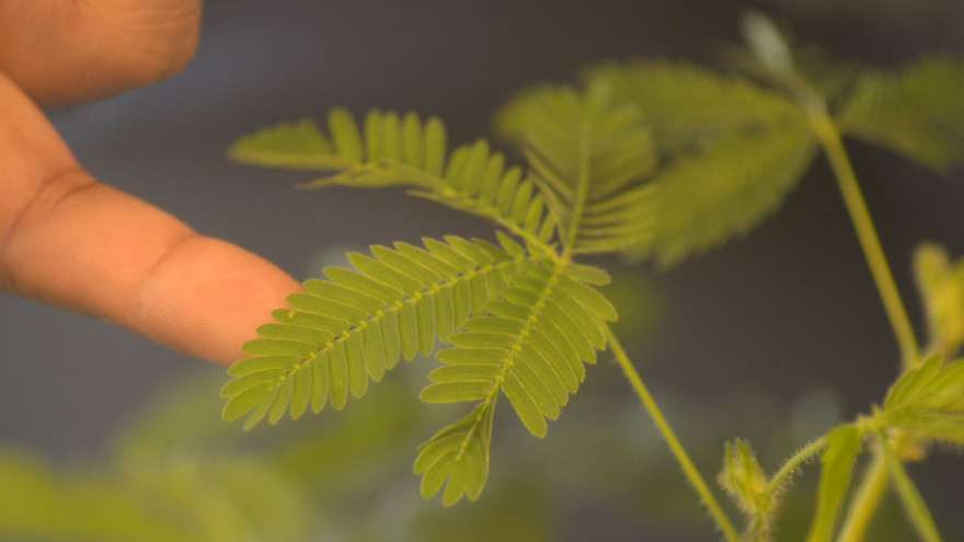 Alom tickles a Mimosa plant in the Exploratorium